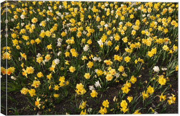 Narcissus Daffodil Blooming Flowers Field Canvas Print by Artur Bogacki