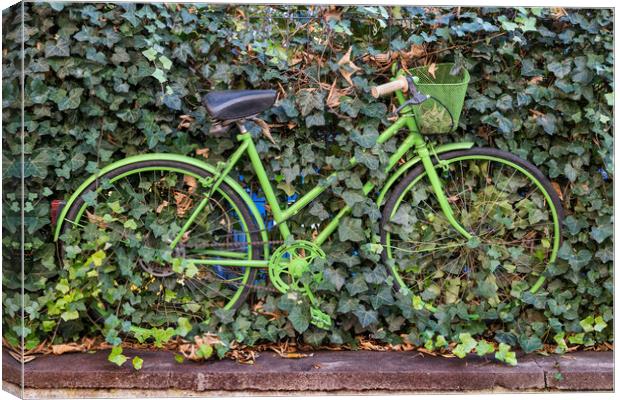 Green Vintage Bicycle At Plants Covered Fence Canvas Print by Artur Bogacki