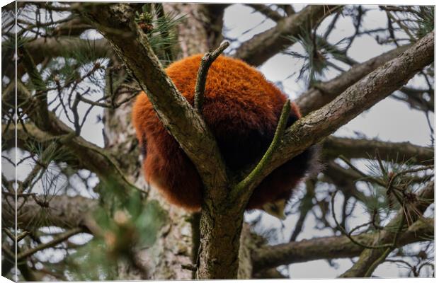 Red Panda Furry Ball In The Tree Canvas Print by Artur Bogacki