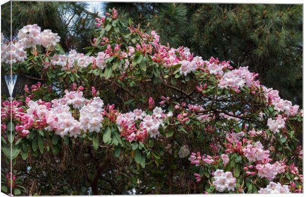 Flowers of Rhododendron Loderi Canvas Print by Artur Bogacki