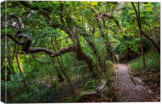 Old Forest With Hiking Trail In Sintra, Portugal Canvas Print by Artur Bogacki