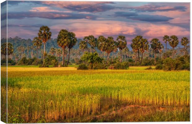 Grain Fields And Coconut Palms In Cambodia Canvas Print by Artur Bogacki