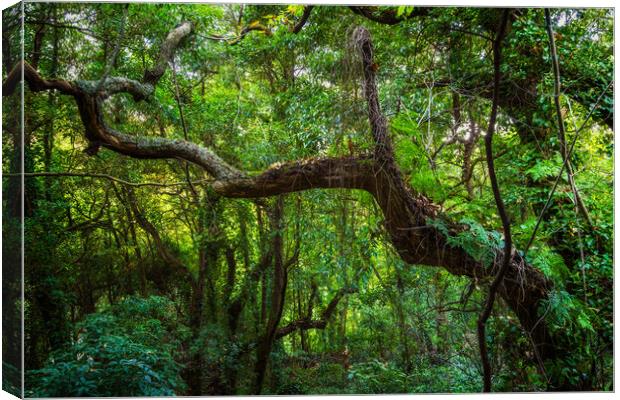 Old Forest In Sintra Mountains In Portugal Canvas Print by Artur Bogacki