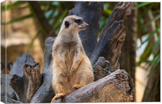 Meerkat Sentry On Tree Trunk Canvas Print by Artur Bogacki