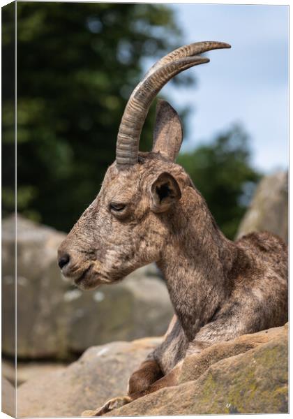 Siberian Ibex Portrait Canvas Print by Artur Bogacki