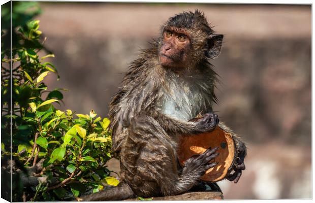 Wet Crab-eating Macaque With Coconut Shell Canvas Print by Artur Bogacki