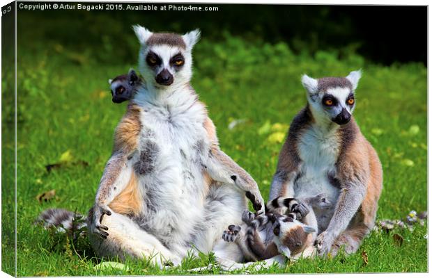 Lemur Catta Family Canvas Print by Artur Bogacki