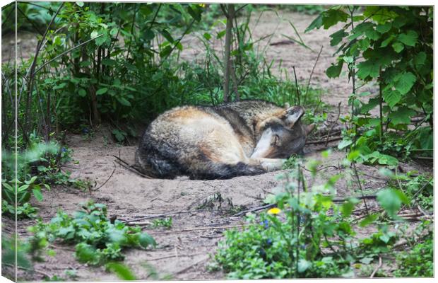 Single Wolf Sleeping Canvas Print by Artur Bogacki