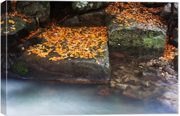 Autumn Leaves On Creek Rocks Canvas Print by Artur Bogacki