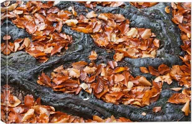 Autumn Leaves Between Tree Roots Canvas Print by Artur Bogacki