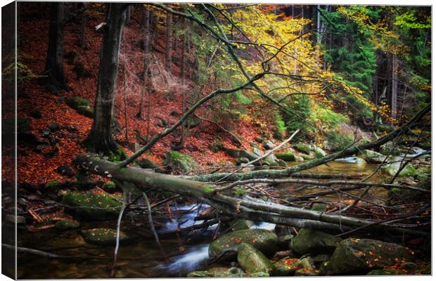 Creek With Fallen Tree In Autumn Forest Canvas Print by Artur Bogacki