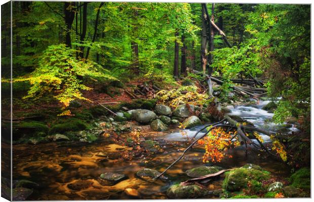 Forest Stream With Fallen Tree Canvas Print by Artur Bogacki