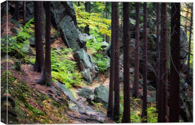 Trail In Mountain Forest Canvas Print by Artur Bogacki