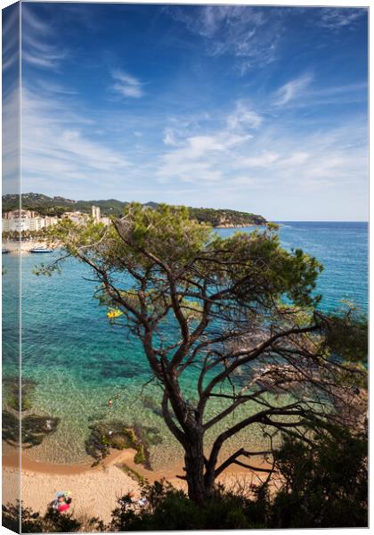 Single Tree Against The Sea At Costa Brava In Spain Canvas Print by Artur Bogacki