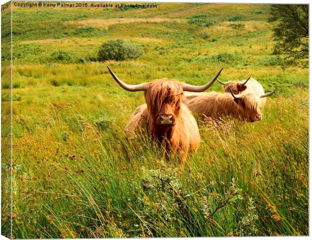  Highland Cattle Canvas Print by Kerry Palmer