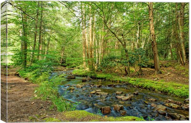 Lonely Creek Canvas Print by Sarah Ball