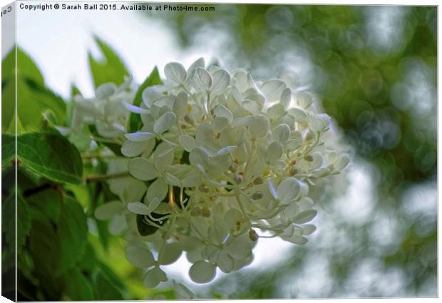  Pretty In White Canvas Print by Sarah Ball