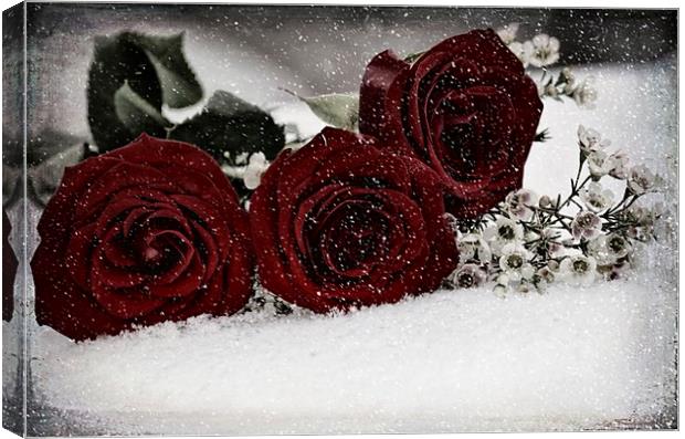 Red Roses with a Touch Canvas Print by Sarah Ball