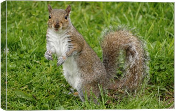 Happy Smiling Grey Squirrel Canvas Print by Sarah Ball