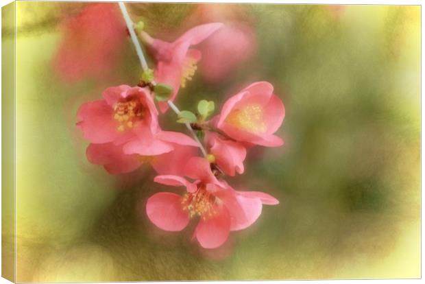 Pink Flowers with a Texture Canvas Print by Sarah Ball