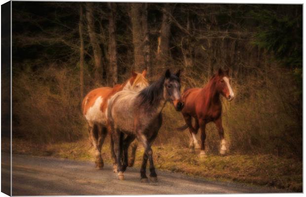 Dreamy Horses Canvas Print by Sarah Ball