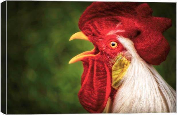 Say What? Rooster Canvas Print by Sarah Ball