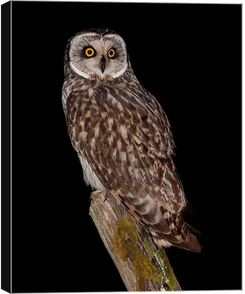  short eared owl Canvas Print by mark chidwick