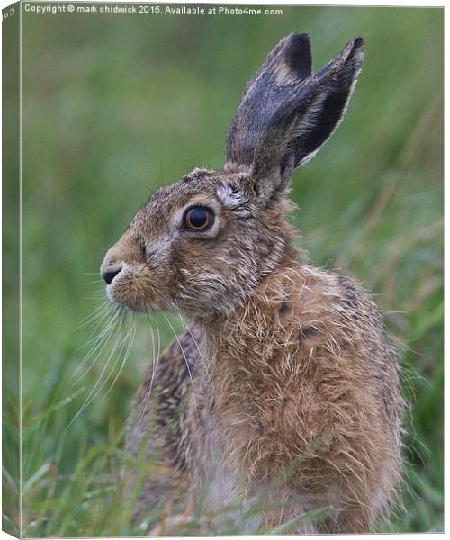  soggy hare Canvas Print by mark chidwick