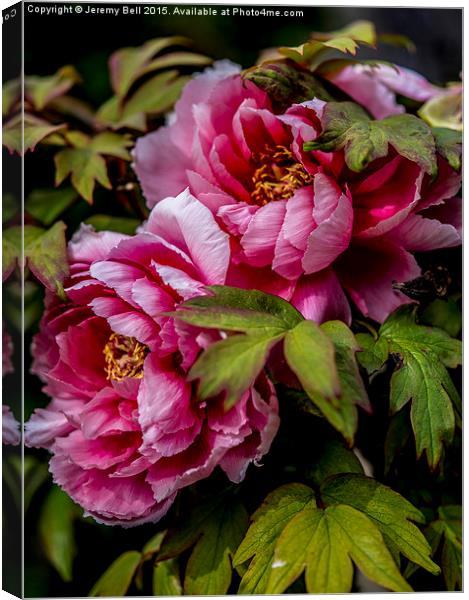 Two Pink Roses Canvas Print by Jeremy Bell