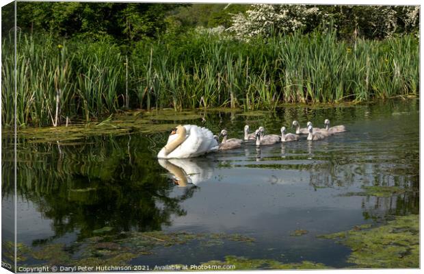 Swan and cygnets Canvas Print by Daryl Peter Hutchinson