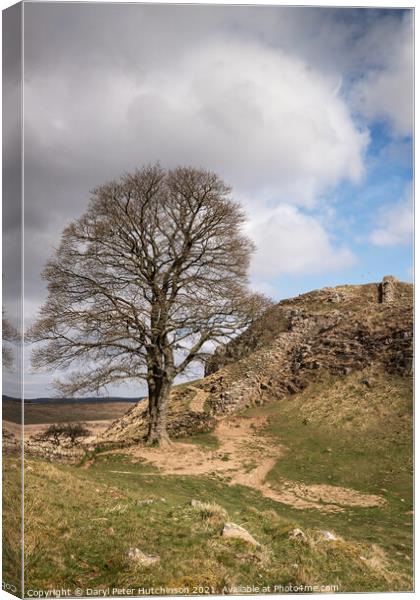 Hadrians Wall and the Sycamore tree Canvas Print by Daryl Peter Hutchinson
