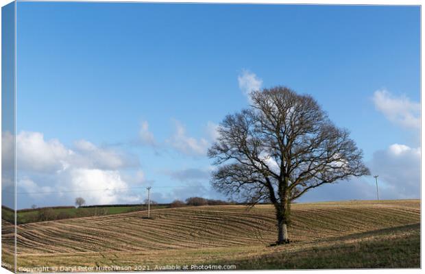 A lone tree Canvas Print by Daryl Peter Hutchinson