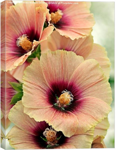  Peach Hollyhocks Canvas Print by Ashley Watson