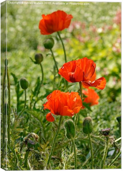  Sunny Red Poppies Canvas Print by Ashley Watson