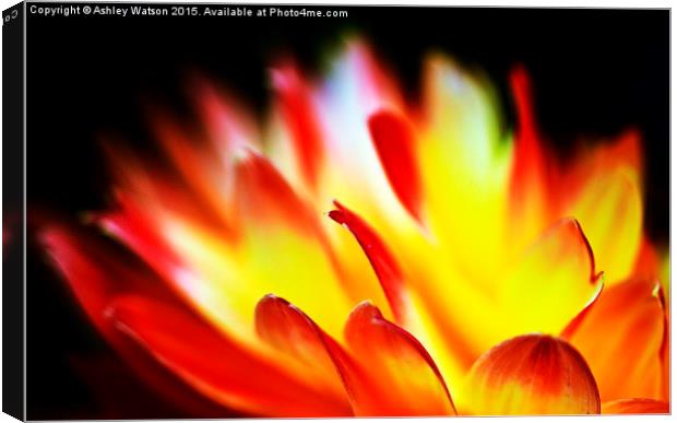  Dahlia Flames Canvas Print by Ashley Watson