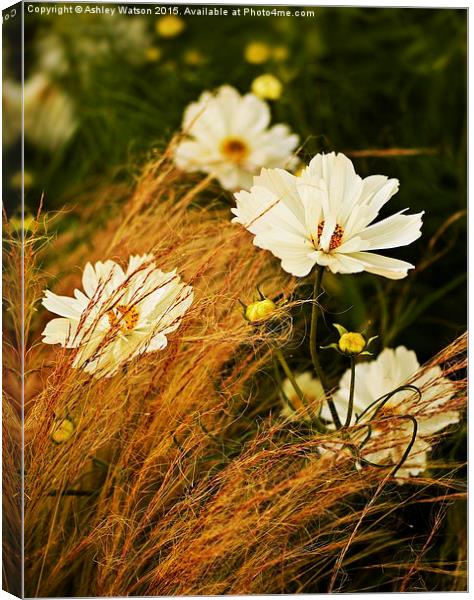  Cosmos and Grasses Canvas Print by Ashley Watson
