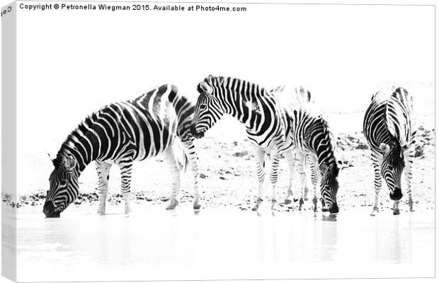 Zebra family drinking Canvas Print by Petronella Wiegman
