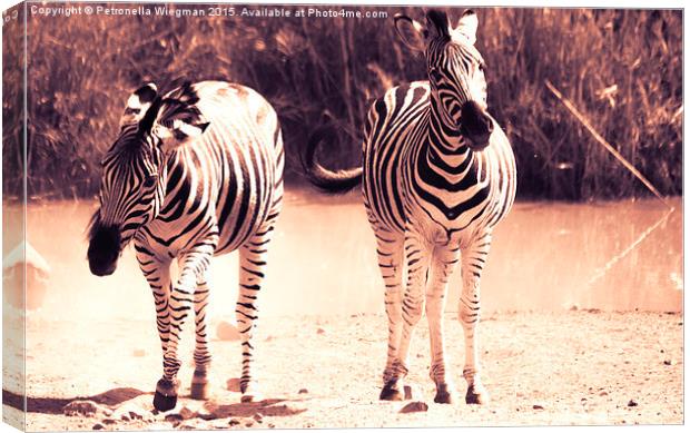  Playful zebras Canvas Print by Petronella Wiegman