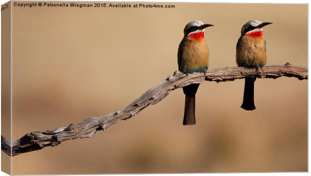  Bee eaters Canvas Print by Petronella Wiegman