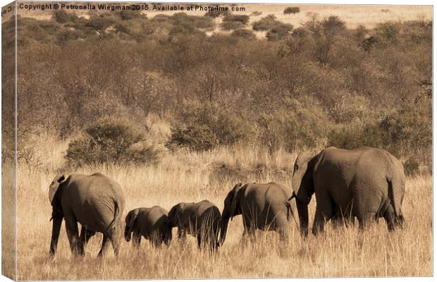  Elephant family Canvas Print by Petronella Wiegman