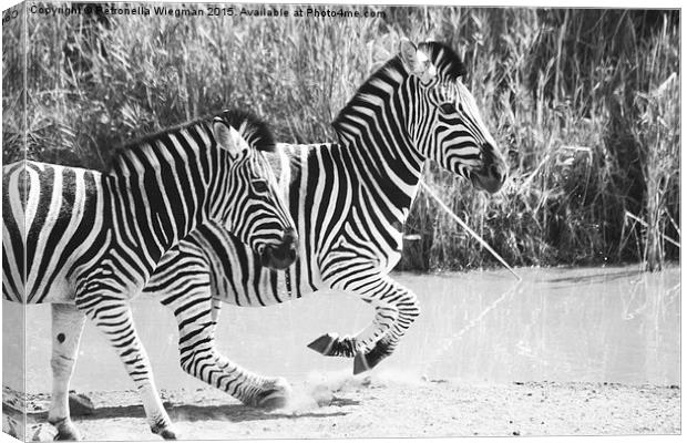  Running zebras Canvas Print by Petronella Wiegman