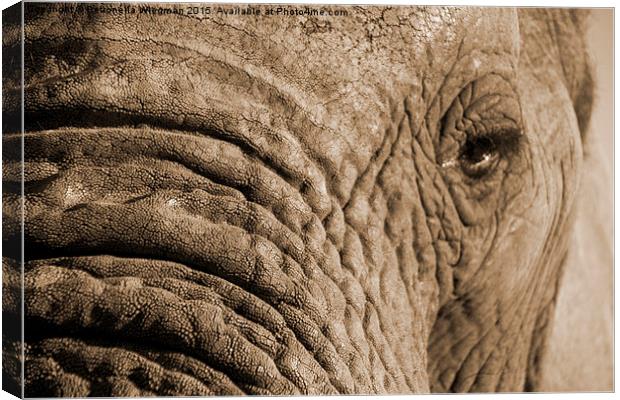  Elephant close-up Canvas Print by Petronella Wiegman
