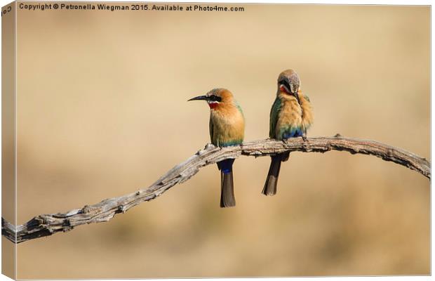  Bee eaters Canvas Print by Petronella Wiegman