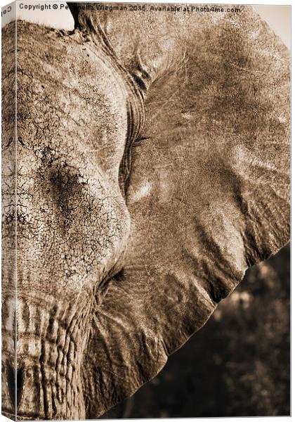 Elephant close-up Canvas Print by Petronella Wiegman
