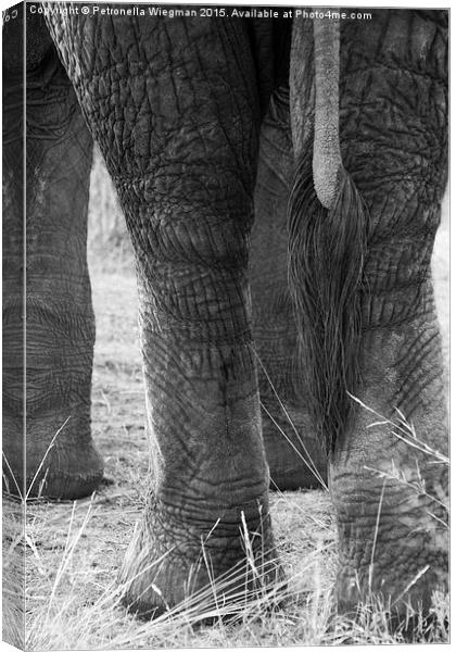 Elephants tail Canvas Print by Petronella Wiegman