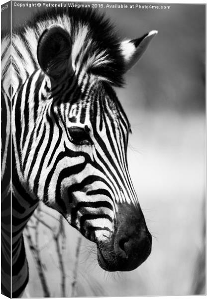 Black and white zebra portrait Canvas Print by Petronella Wiegman