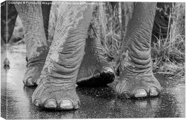  Elephants feet Canvas Print by Petronella Wiegman