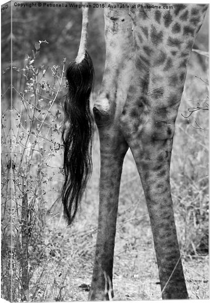 Giraffes tail Canvas Print by Petronella Wiegman