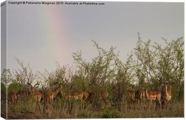 Impalas under rainbow Canvas Print by Petronella Wiegman