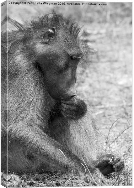  Baboon Canvas Print by Petronella Wiegman